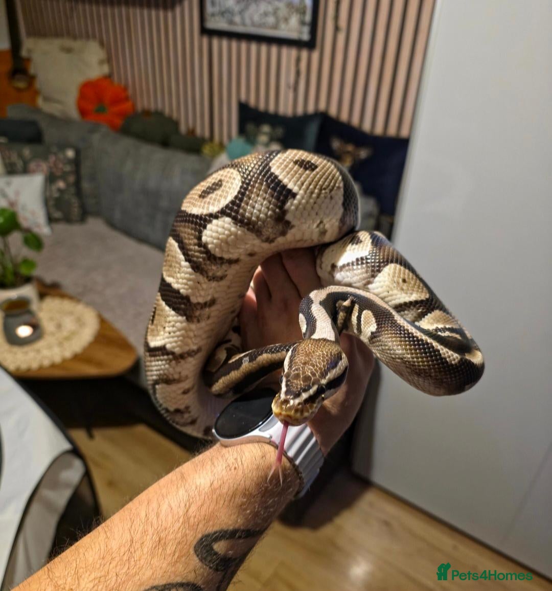 Python Snake reptiles 2 Ball Python left for sale - Advert 1
