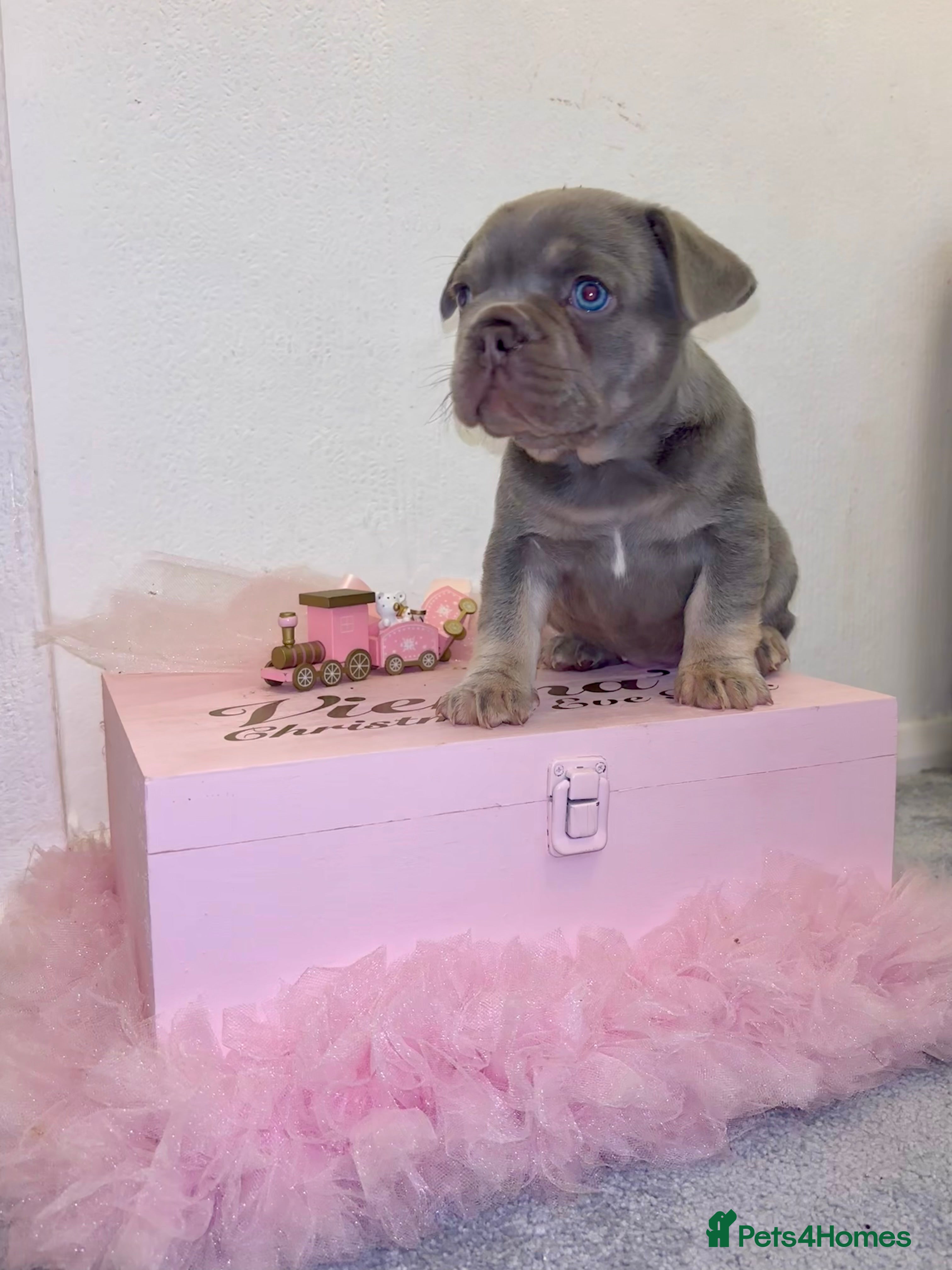 French Bulldog dogs 🤎🐻 Beautiful Quality Baby Dogs  🐻🤎 - Advert 14