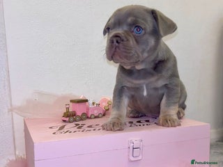 French Bulldog dogs 🤎🐻 Beautiful Quality Baby Dogs 🐻🤎 - Advert 14