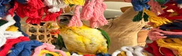 Parrots birds for sale: Silly Tame Pallid Black Headed Caique READY NOW - Advert 5
