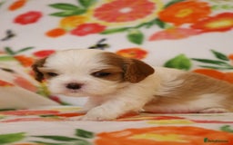 Cavalier King Charles Spaniel dogs for sale: 7 Puppies ready for reservations - Image 20