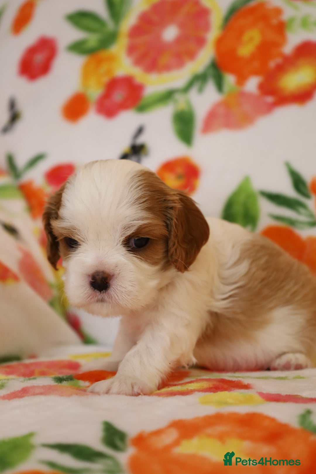 Cavalier King Charles Spaniel dogs for sale: 7 Puppies ready for reservations - Image 20