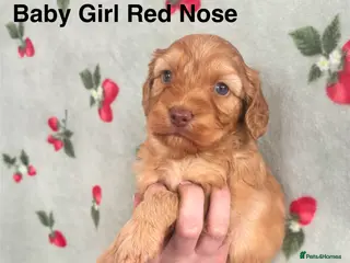 Cockapoo dogs ✨Stunning F1 Cockapoo Puppies✨ Doncaster 📍 - Advert 9