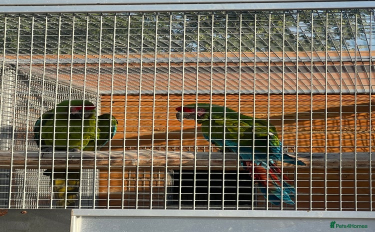 Macaws birds - Advert 3