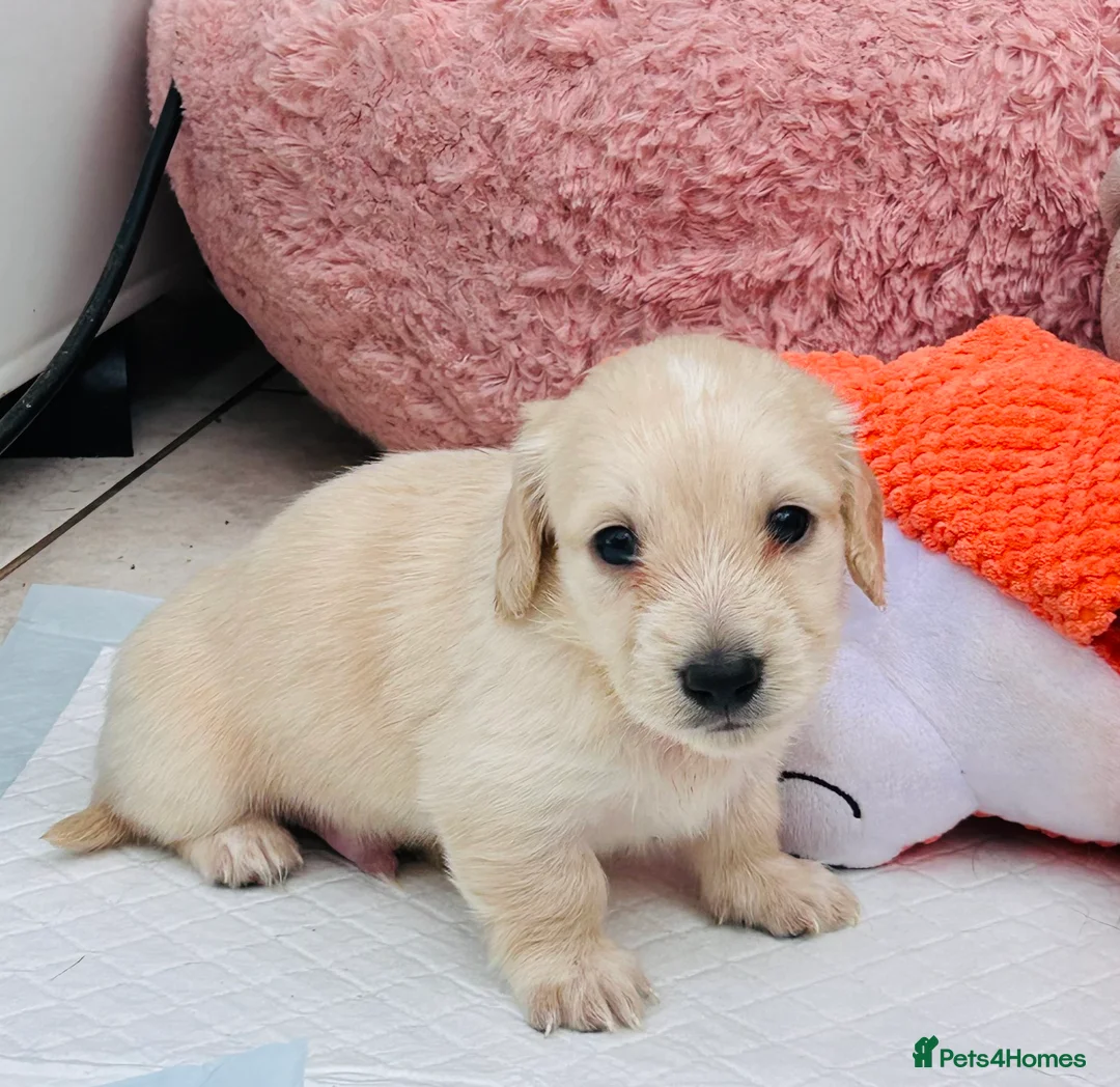 Dachshund dogs for sale: Kc Stunning Miniature Dachshunds  - Advert 2