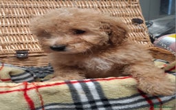 Poodle dogs for sale: Minature poodle pups - Advert 5