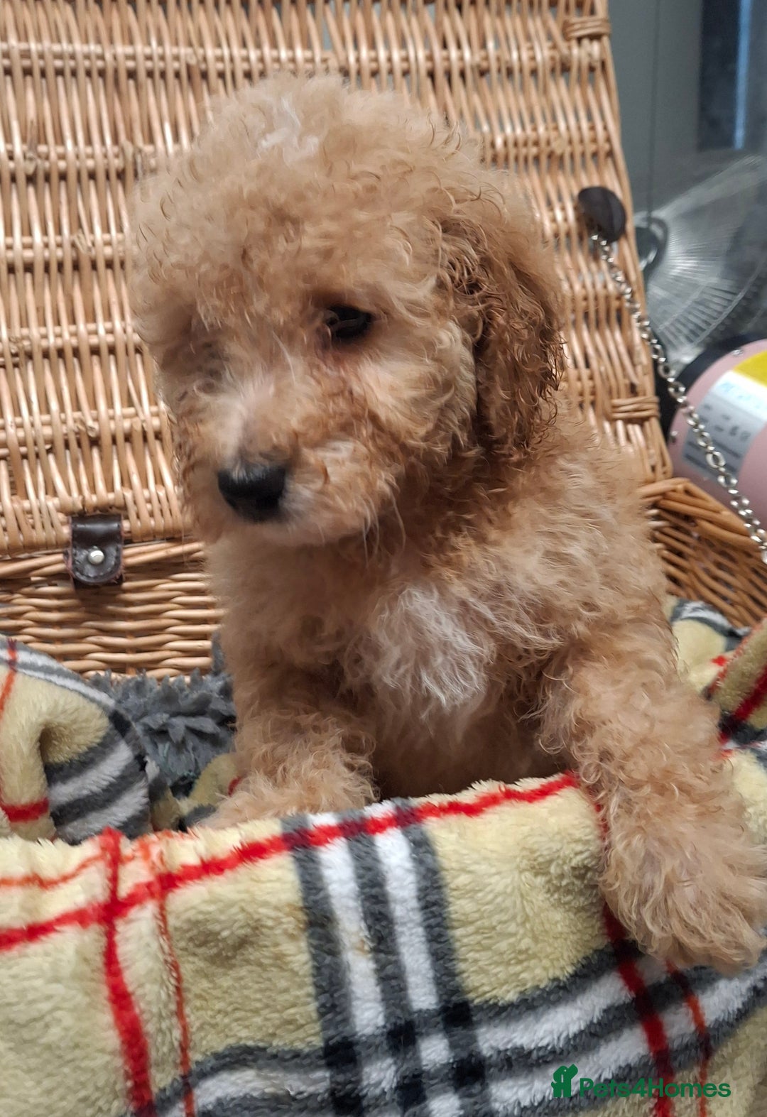 Poodle dogs for sale: Minature poodle pups - Advert 5