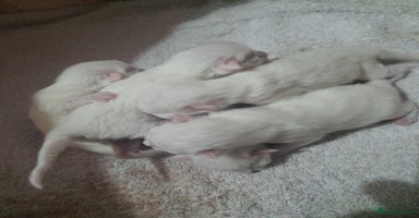 Turkish Angora cats Stunning Angoradoll kittens  - Advert 5