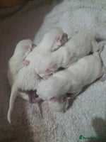 Turkish Angora cats Stunning Angoradoll kittens - Advert 1