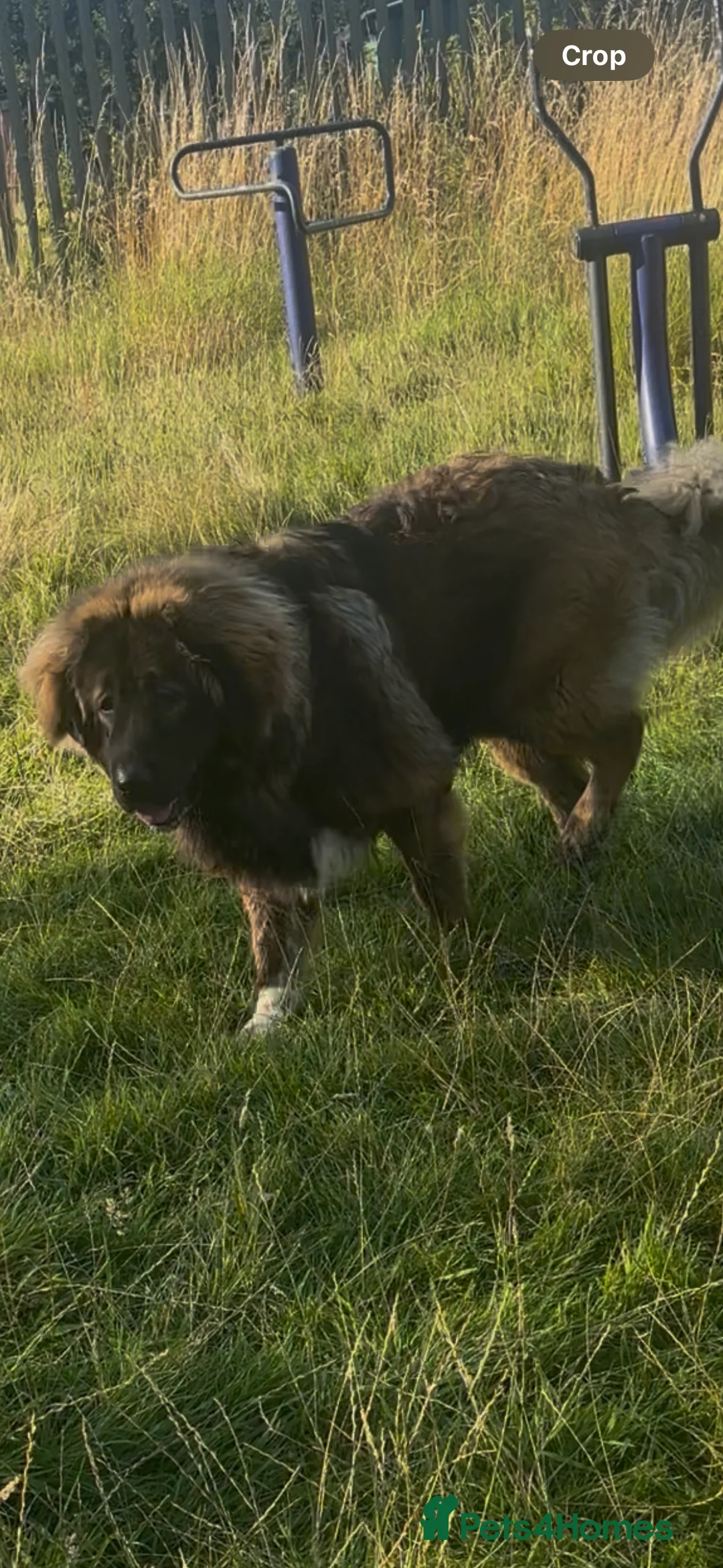 Caucasian Shepherd Dog dogs for sale: 12 month old Caucasian shepherd - Advert 5
