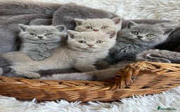 British Shorthair cats for sale: CHAMPION HERITAGE BABIES  - Image 2