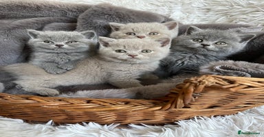 British Shorthair cats - Advert 16