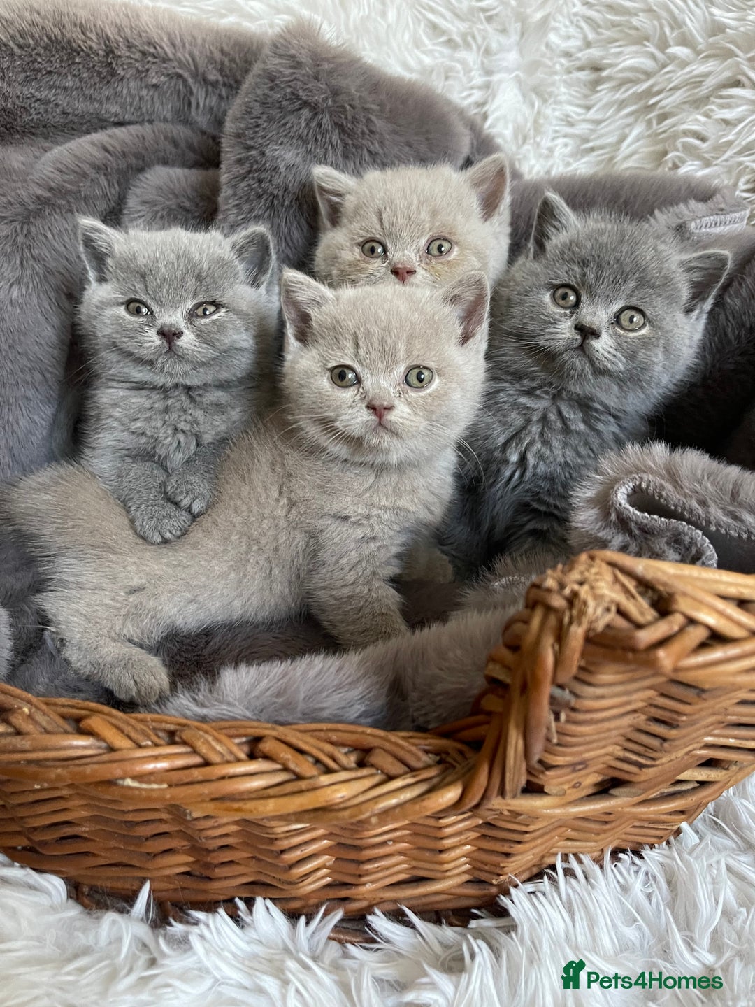 British Shorthair cats for sale: CHAMPION HERITAGE BABIES  - Image 2