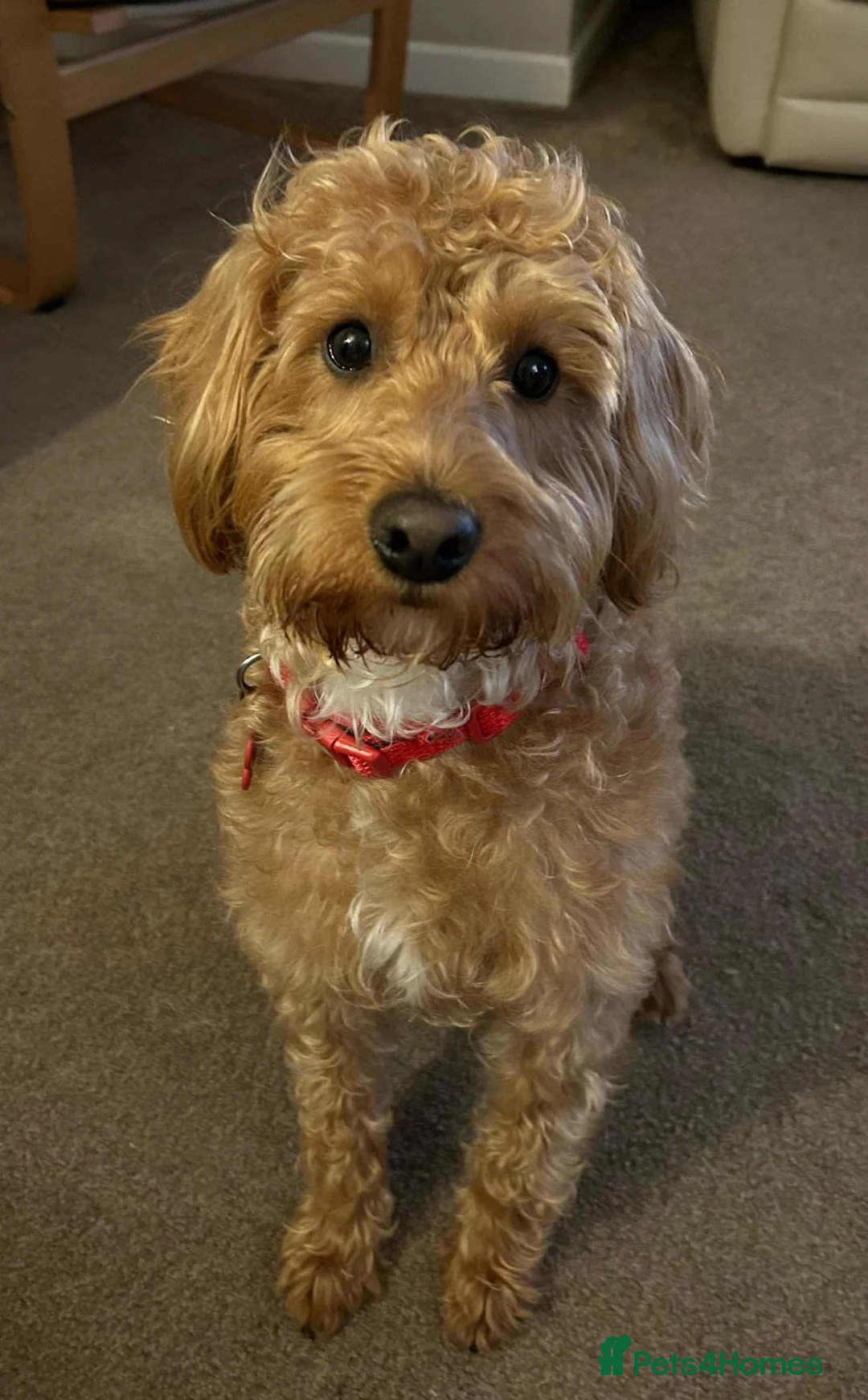 Labradoodle dogs for sale: This is daisy looking for a loving home - Advert 1