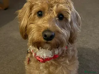 Labradoodle dogs This is daisy looking for a loving home - Advert 4