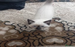 Ragdoll cats for sale: Warwick house central avenue M192ff - Image 14