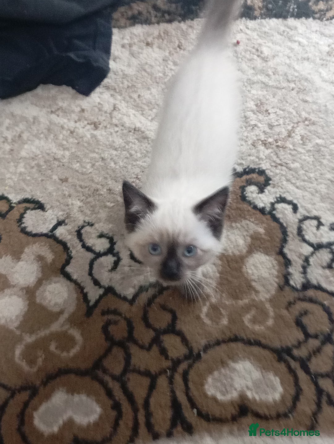 Ragdoll cats for sale: Warwick house central avenue M192ff - Image 14