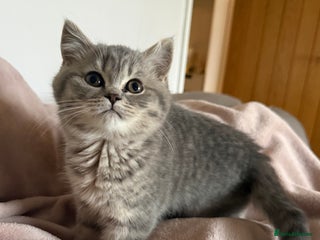 British Shorthair cats Bsh Cute Teddy Bears - Advert 11