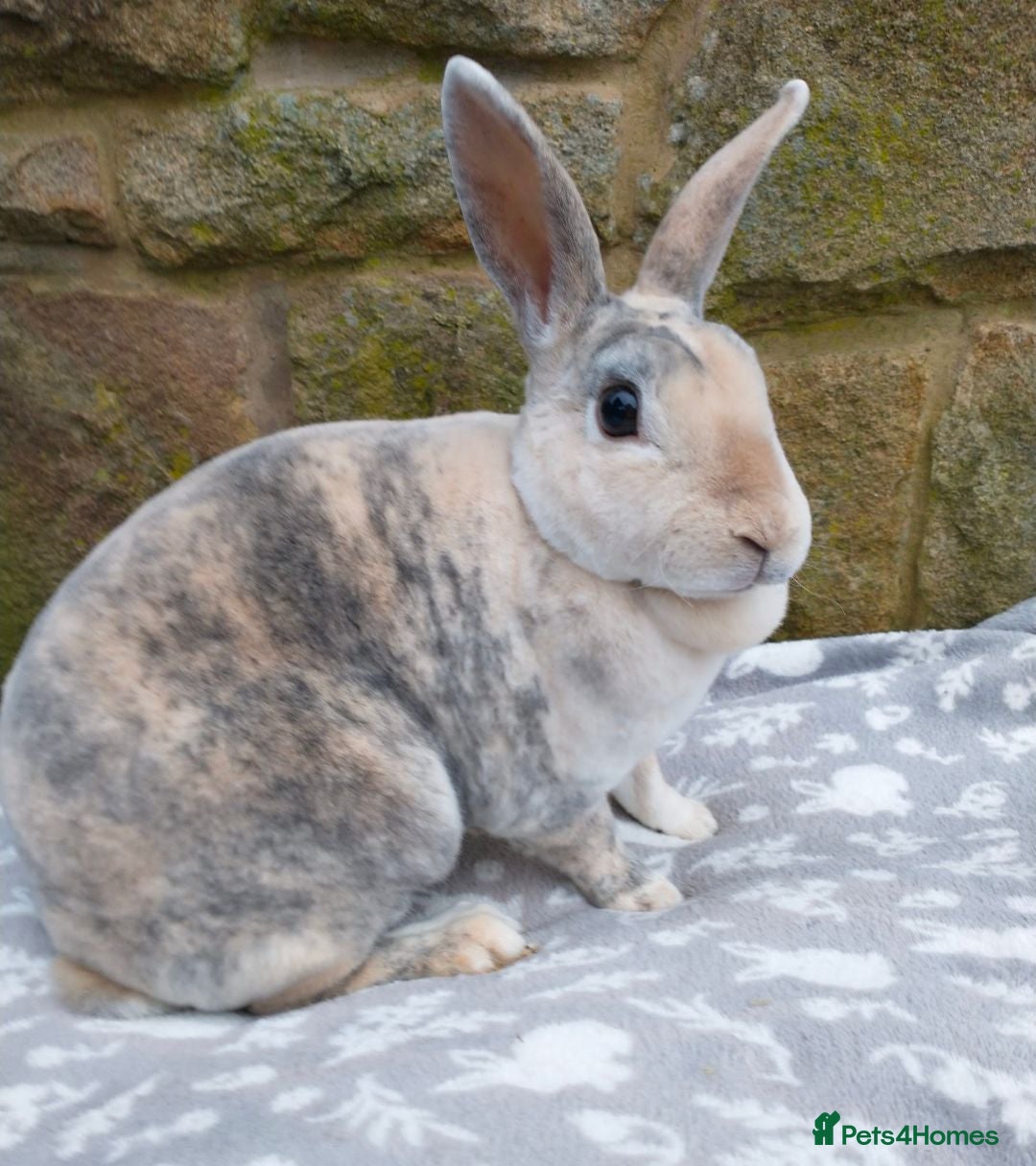 Rex rabbits Spayed mini rex doe looking for new home - Advert 1