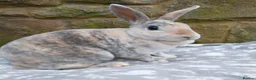 Rex rabbits for sale: Spayed mini rex doe looking for new home - Advert 1