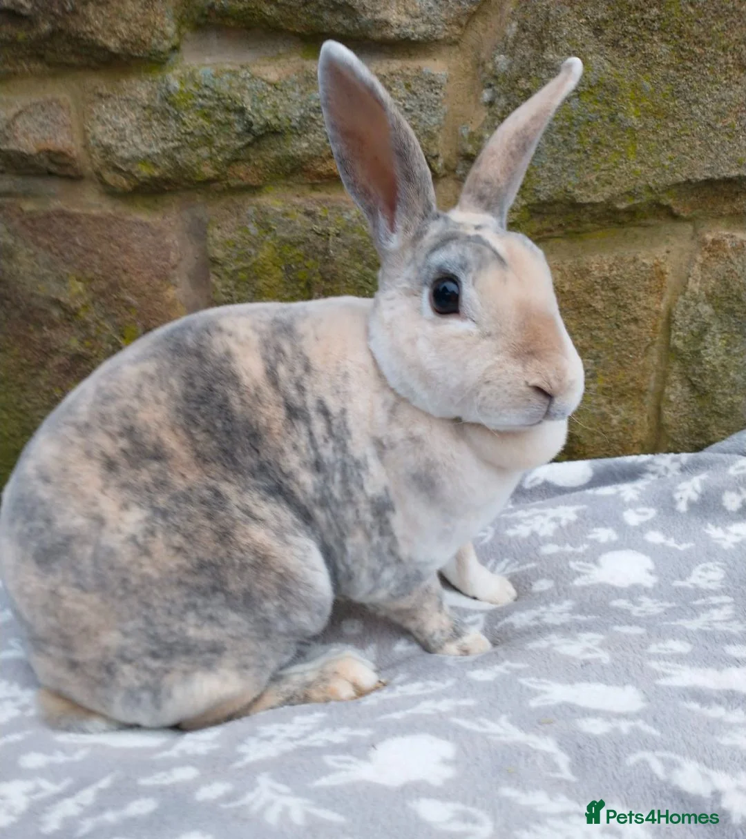 Rex rabbits for sale: Spayed mini rex doe looking for new home - Advert 1