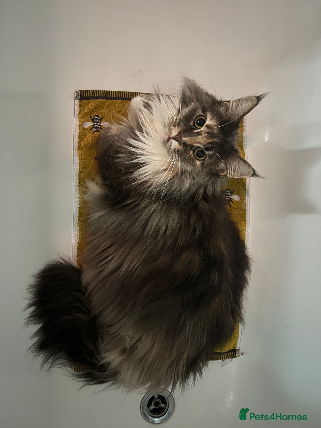 Maine Coon cats for sale: Pedigree registered female maine coon for sale - Advert 15