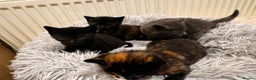 Mixed Breed cats for sale: 4 beautiful kittens - Advert 12