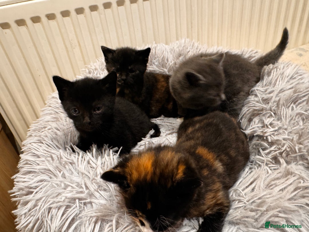 Mixed Breed cats for sale: 4 beautiful kittens - Advert 12