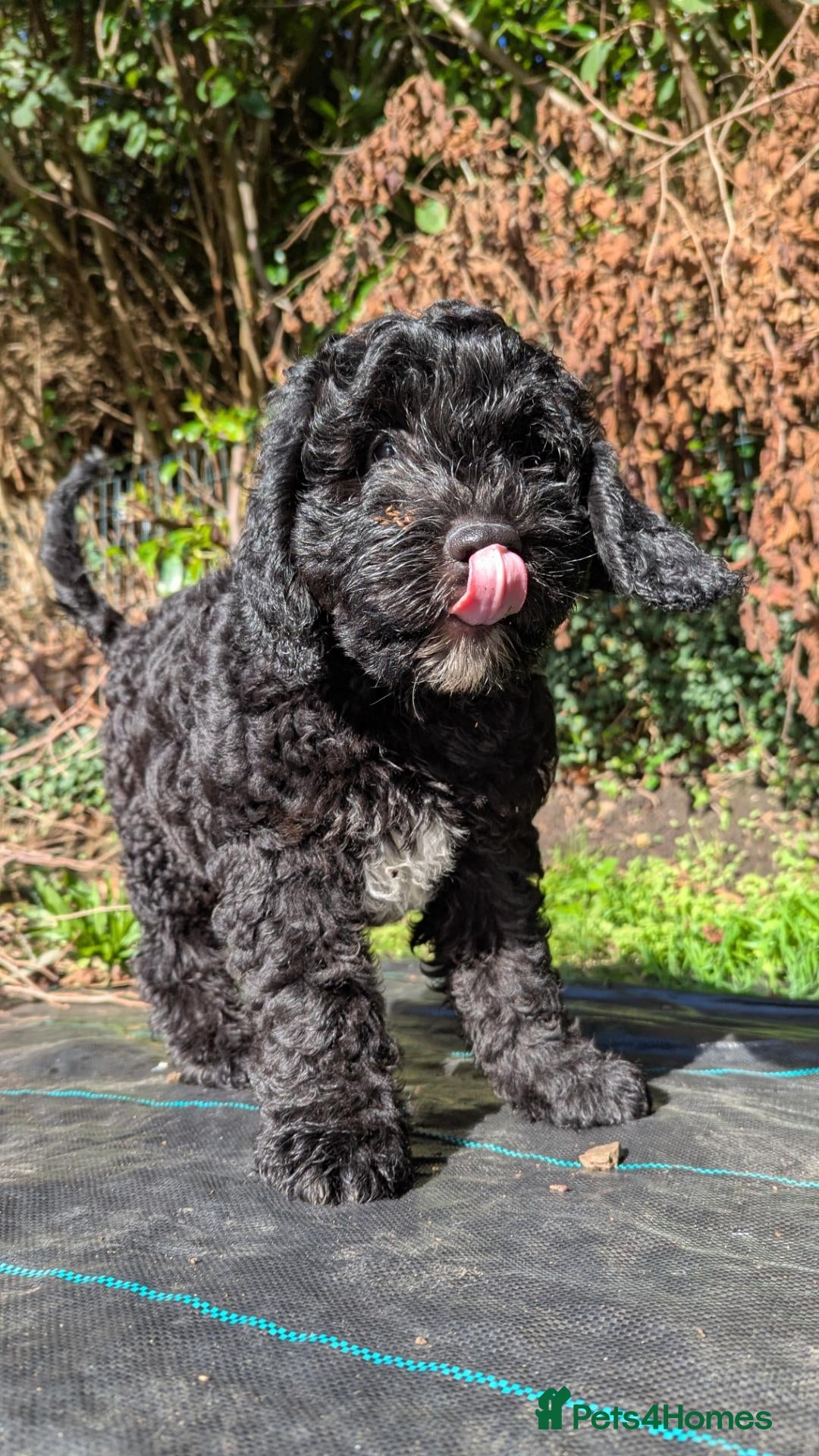 Sheepadoodle dogs last sheepadoodle  - Advert 8