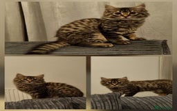 Mixed Breed cats for sale: 1 year old mixed breed - Image 3