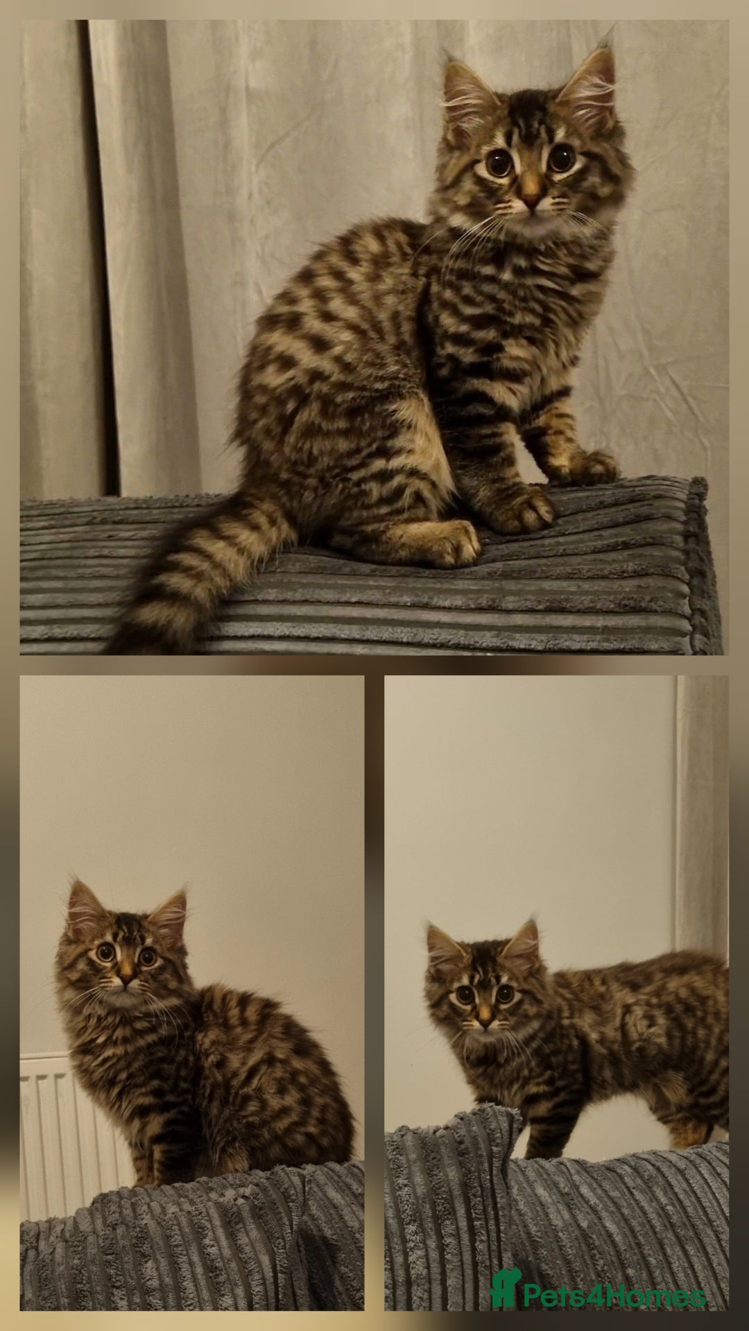 Mixed Breed cats for sale: 1 year old mixed breed - Image 3