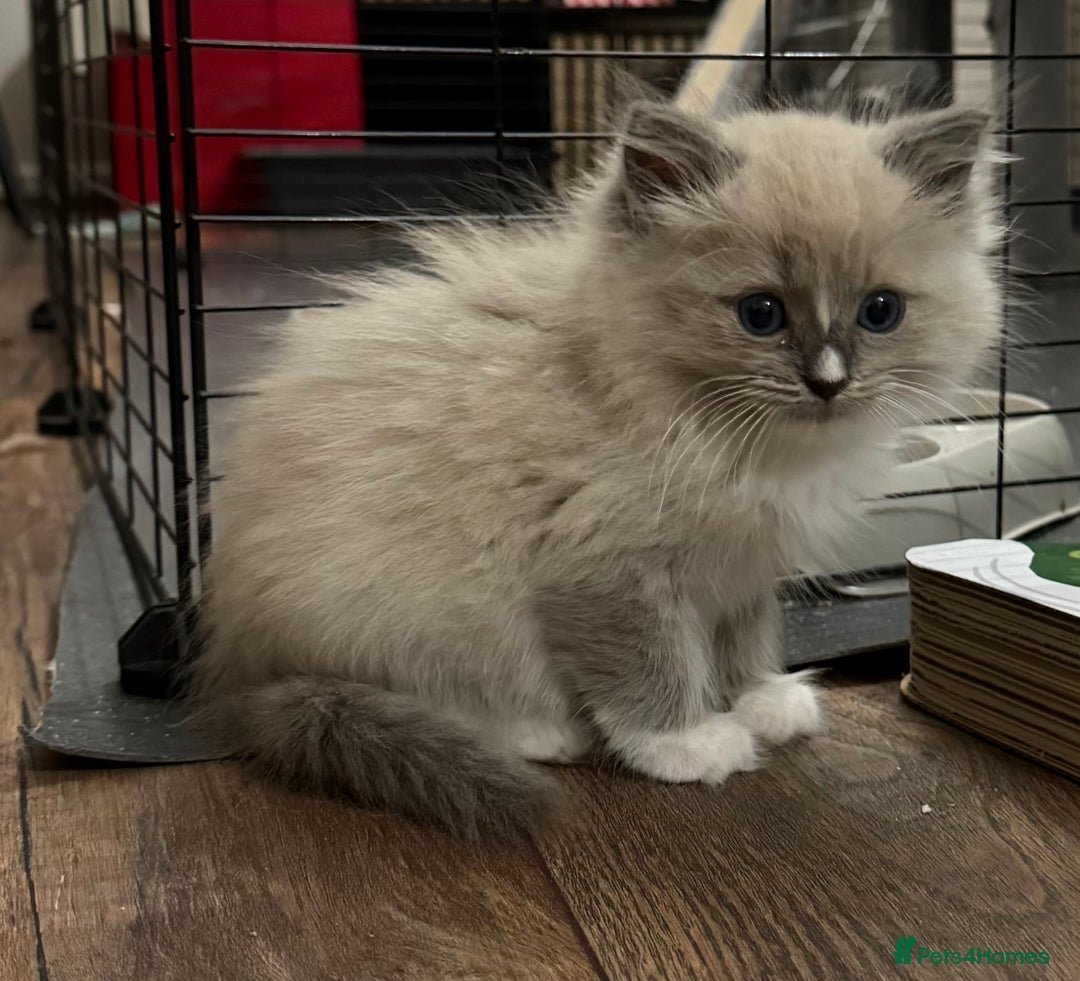 Ragdoll cats for sale: Tica Solid, Blue and Blue Mink Ragdolls - Advert 7