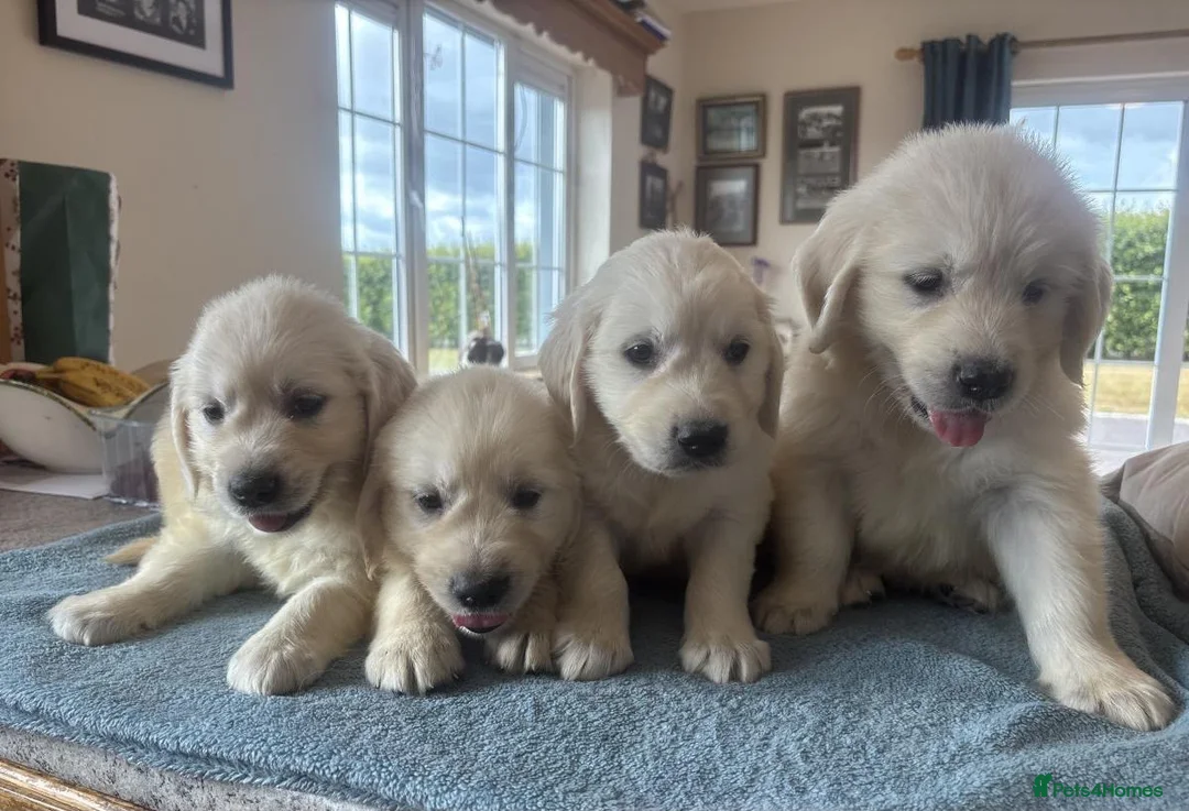 Golden Retriever dogs for sale: CREAM GOLDEN RETRIEVER PUPPIES - Advert 2