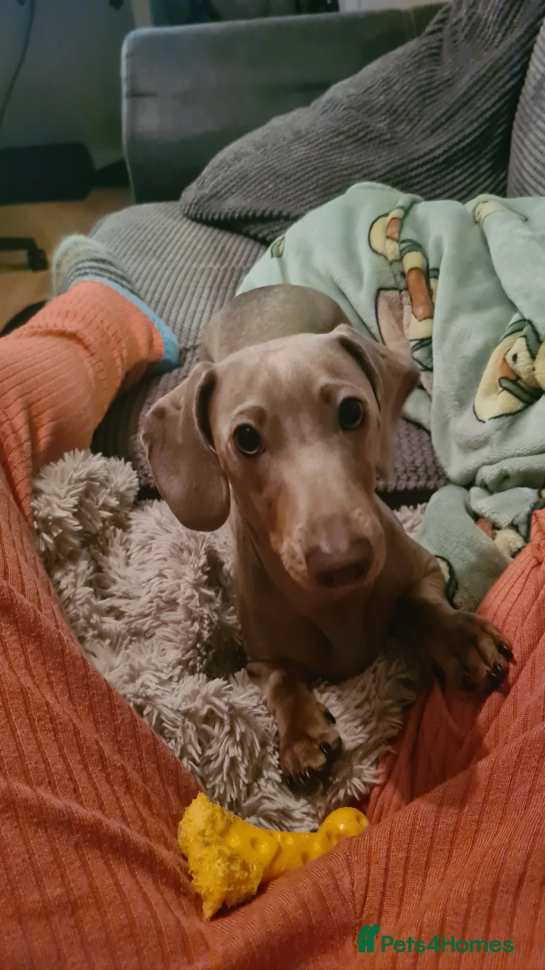 Miniature Dachshund dogs for stud: Stud dog available for studding - Advert 10