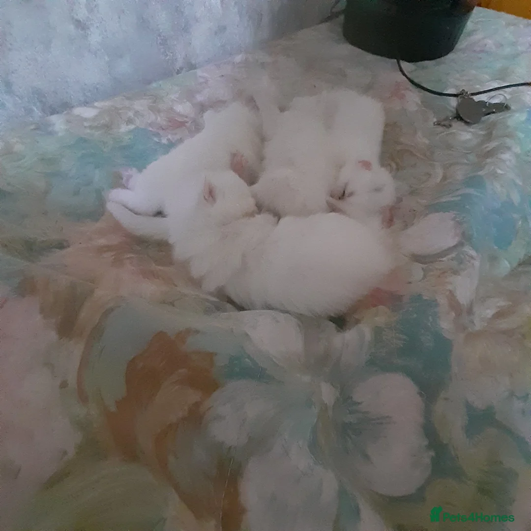Persian cats for sale: Pure white Persian cross kittens - Advert 2