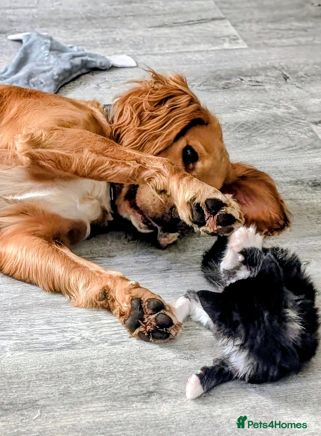 Cocker Spaniel dogs for sale: Beautiful male cocker spaniel  - Advert 7