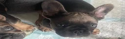French Bulldog dogs for sale: Beautiful French Bulldog Puppies Fluffy Carriers - Advert 5
