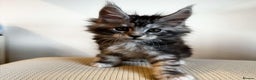 Maine Coon cats for stud: Maine Coon Proven Stud, GCCF & TICA in Hereford - Advert 8