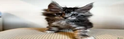 Maine Coon cats for stud: Maine Coon Proven Stud, GCCF & TICA in Hereford - Advert 8
