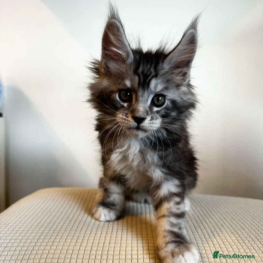 Maine Coon cats for stud: Maine Coon Proven Stud, GCCF & TICA in Hereford - Advert 8