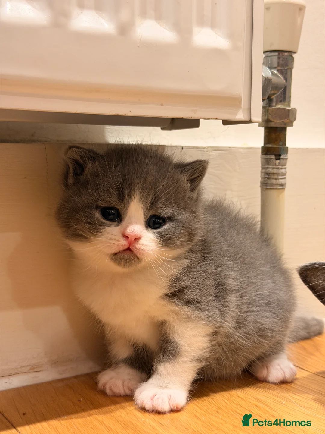 British Shorthair cats for sale: adorable british shorthair babies - 2boys & 2girls - Advert 14