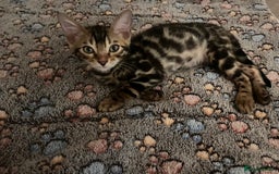 Bengal cats for sale: Stunning full pedigree bengal kittens *READY*  - Image 15