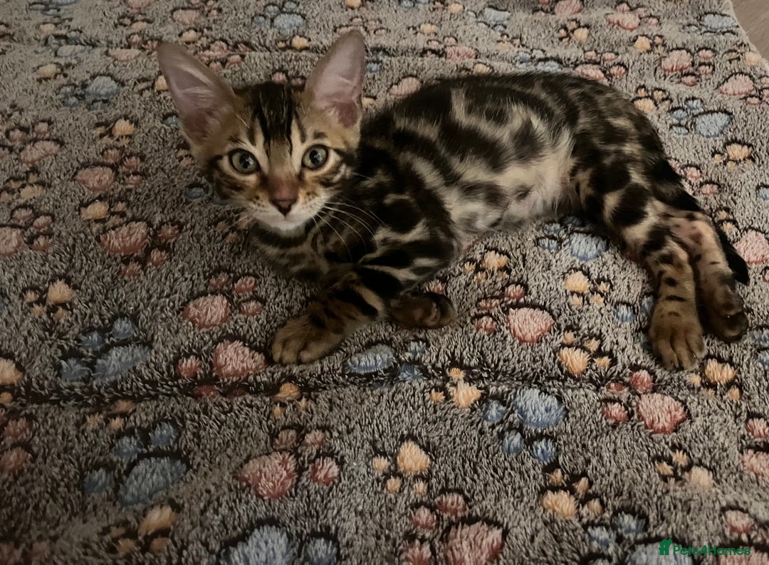 Bengal cats for sale: Stunning full pedigree bengal kittens *READY*  - Image 15
