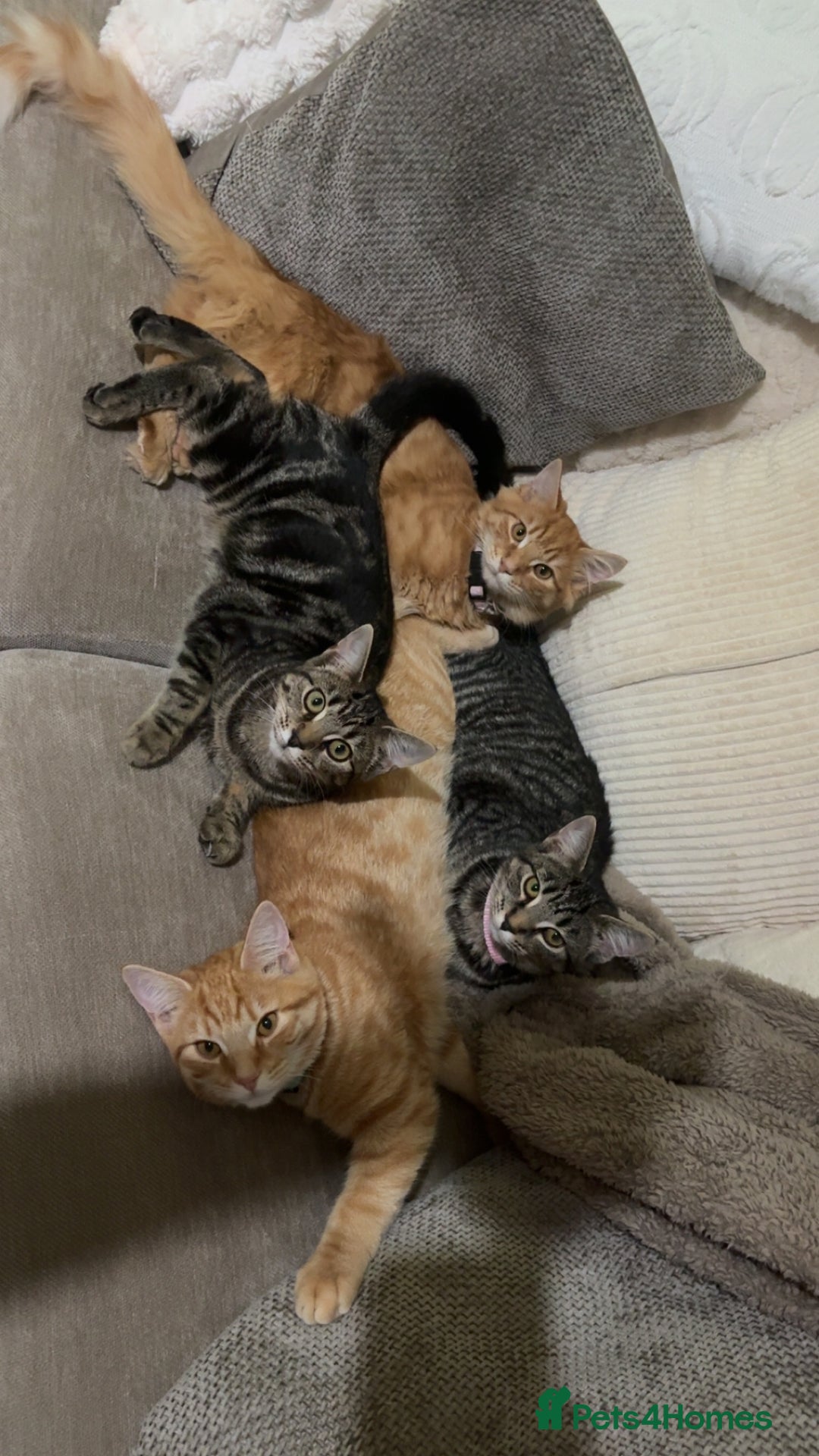 Maine Coon cats for sale: Maine coon mix  - Advert 22