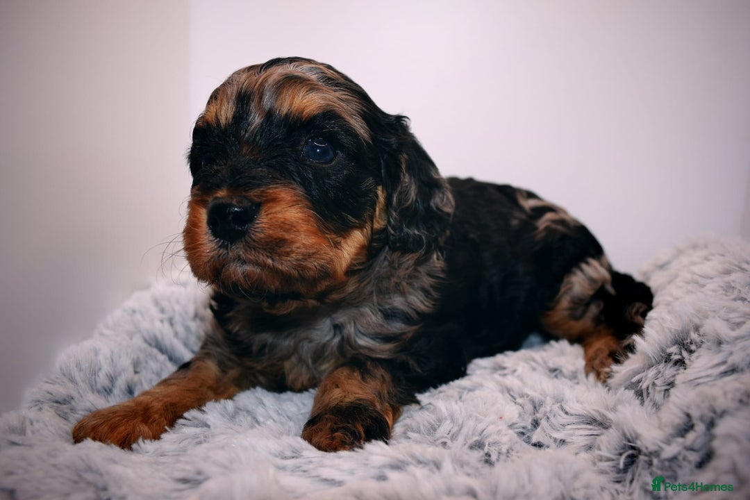 Cavapoo dogs for sale: Extensively Health tested Rare F1 Cavapoos - Image 9
