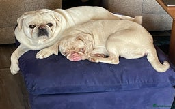 Pug dogs for sale: Pedigree cream/pink pug - Image 3