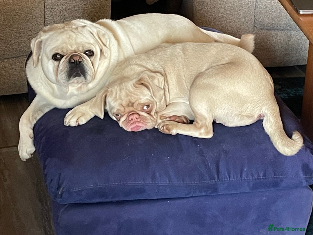 Pug dogs for sale: Pedigree cream/pink pug - Image 3
