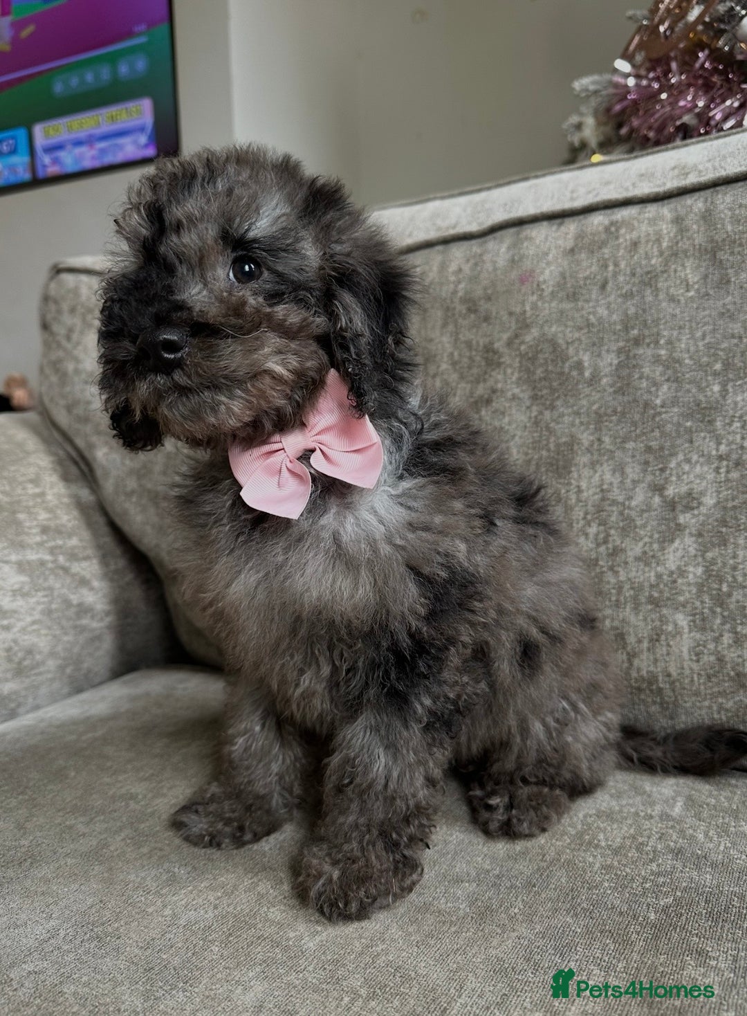 Cockapoo dogs for sale: Outstanding Cockapoos’s  - Advert 7