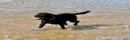 Labrador Retriever dogs for stud: Labrador, proven, health tested, show bred  - Advert 15