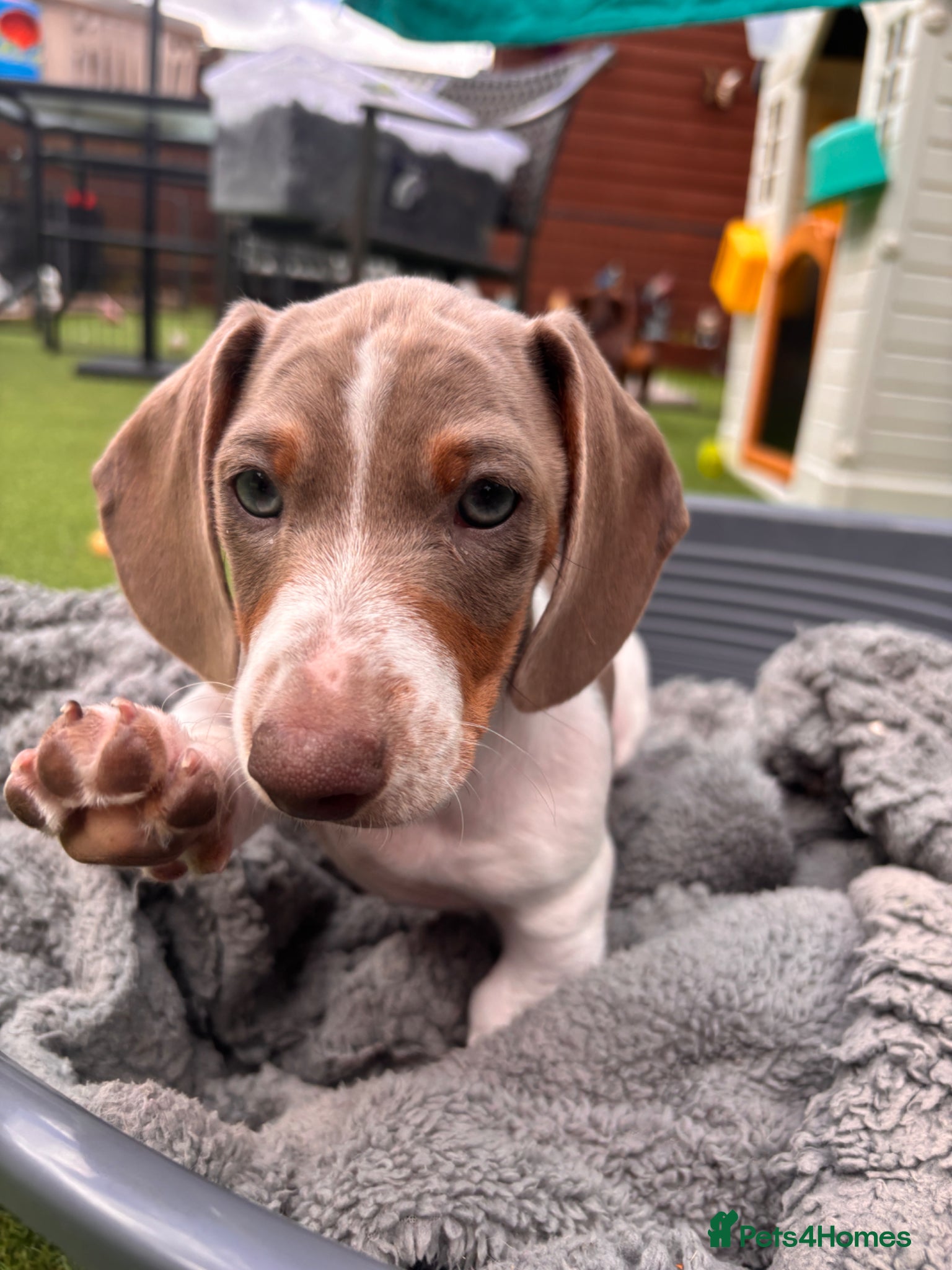 Dachshund dogs Dachshund Piebald puppy SOLD - Advert 8